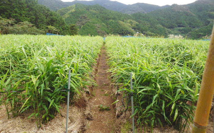 土佐山ジンジャエールマイルドM 6本セット [ATBH003]