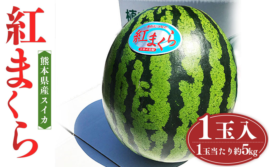 熊本県産スイカ 紅まくら 約5kg	