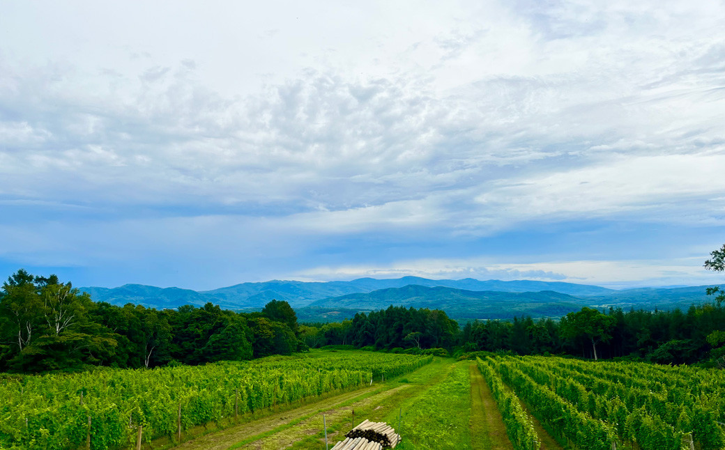 2023冬の森（白ワイン： ソ―ヴィニオンブラン ） 2本セット