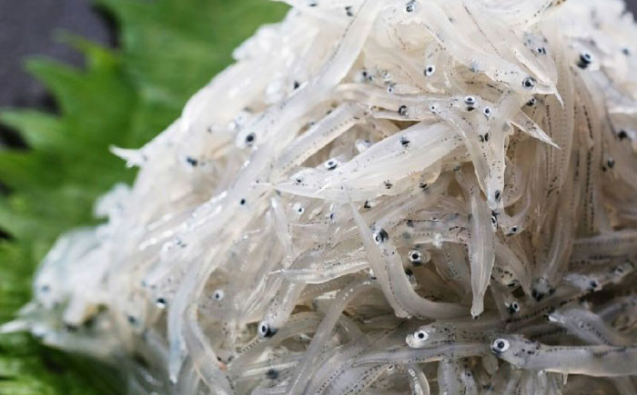 かつお 鰹 カツオ たたき カツオたたき カツオのたたき とどろめ ぬた