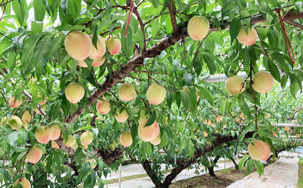 熊本県産桃\ 約1.8キロ前後