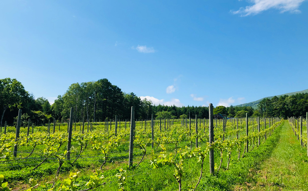 2023冬の森（白ワイン： ソ―ヴィニオンブラン ） 2本セット