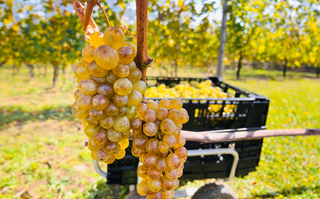 2023冬の森（白ワイン： ソ―ヴィニオンブラン ） 2本セット