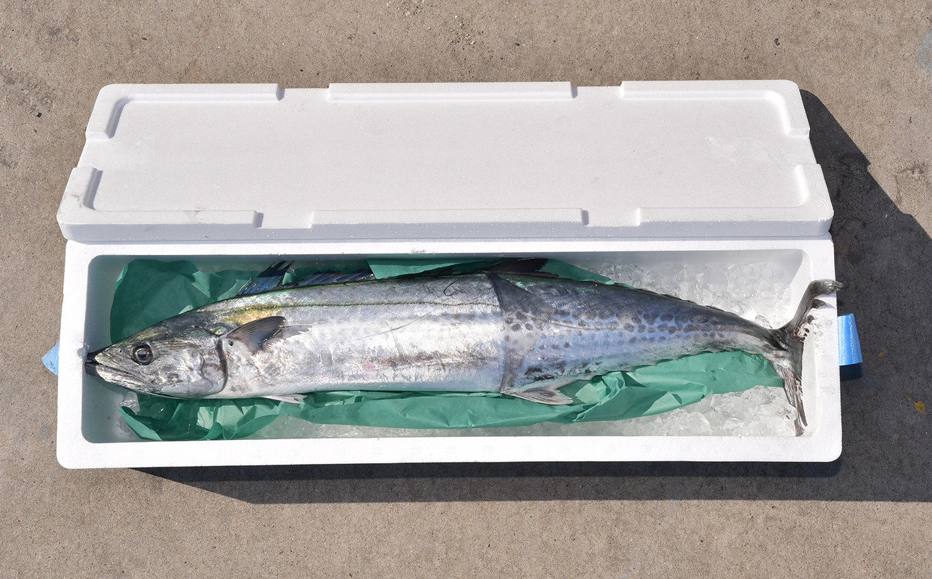 発泡スチロールに氷を敷き、鰆まるごと1尾を梱包。冷蔵便にて発送いたします。