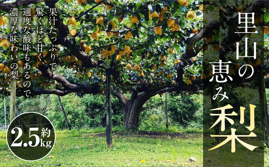 里山の恵み 梨 約2.5kg