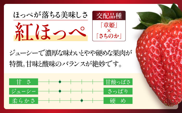 いちご イチゴ 苺 ストロベリー 果物 果実 フルーツ くだもの 岐阜県産 国産