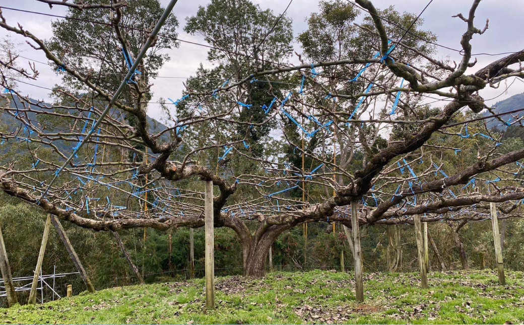 里山の恵み 梨 約2.5kg