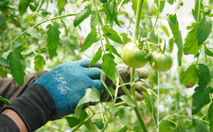 大容量4kg 高知の太陽と水で育てたこだわりのトマト「太陽の恵み」!! 【株式会社　羽根】 [ATCK001]