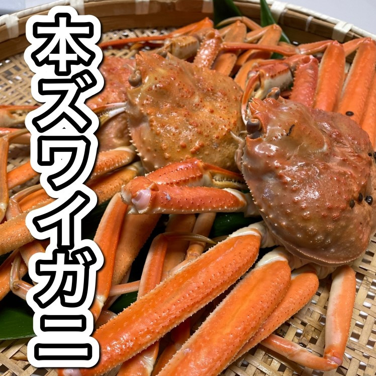 【訳あり】浜茹で 本ズワイガニ 足欠「雄ガニ 2杯（約600g）」