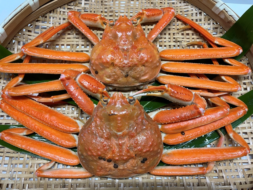 【訳あり】浜茹で 本ズワイガニ 足欠「雄ガニ 2杯（約600g）」