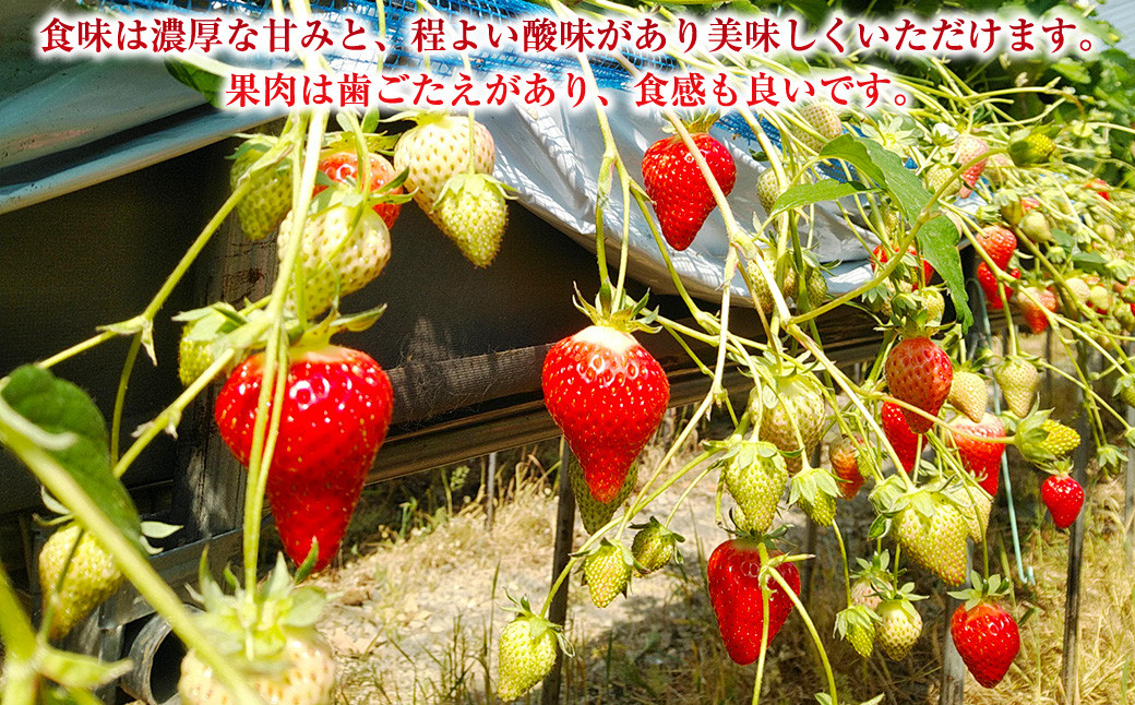 長崎県産いちご ゆめの香 約1kg (250g×4パック) ／ 果物 くだもの フルーツ イチゴ 苺 長崎県 長崎市