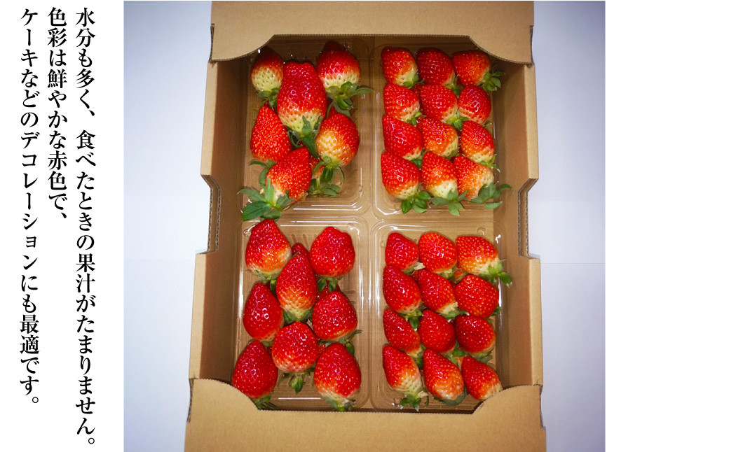 長崎県産いちご ゆめの香 約1kg (250g×4パック) ／ 果物 くだもの フルーツ イチゴ 苺 長崎県 長崎市