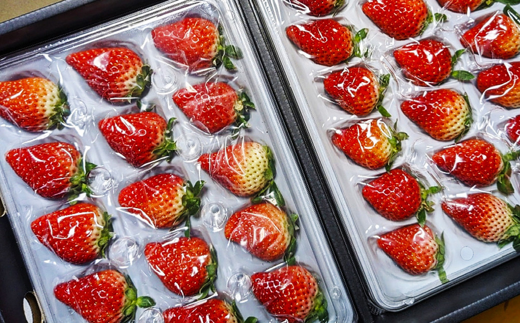 【贈答用】いちご ゆめの香 36粒 (18粒×2パック) 化粧箱 ／ フルーツ 果物 デザート ギフト イチゴ 苺 