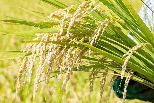 牟田農園から見た有明海