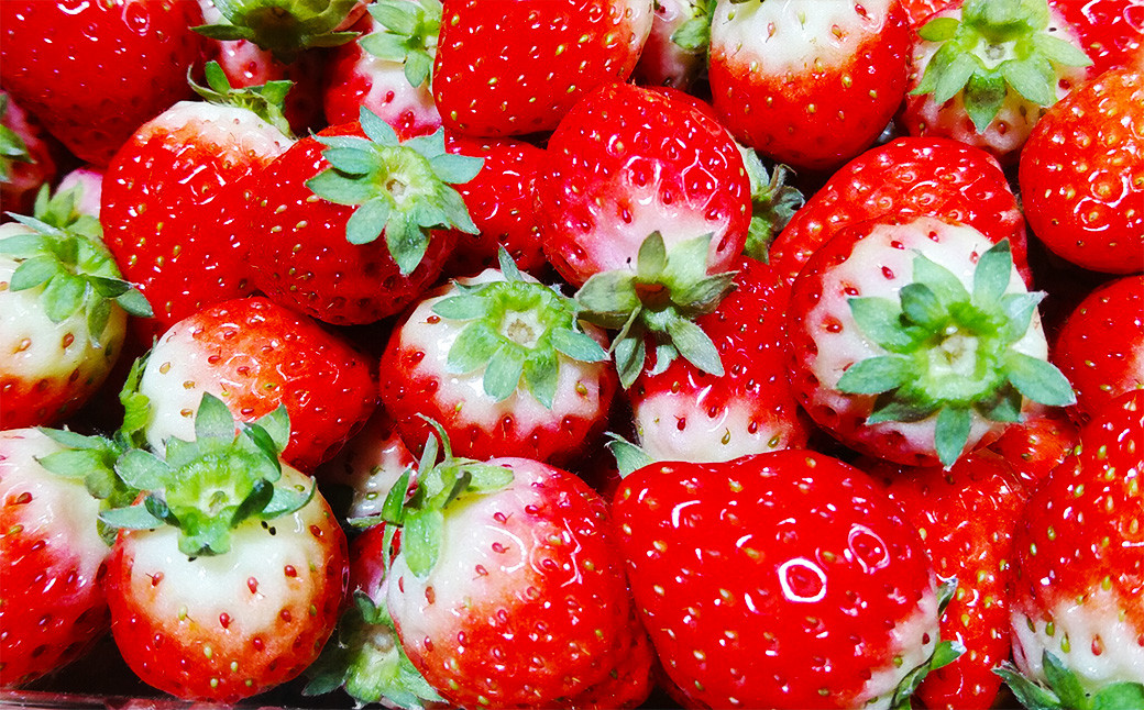 長崎県産いちご ゆめの香 約1kg (250g×4パック) ／ 果物 くだもの フルーツ イチゴ 苺 長崎県 長崎市