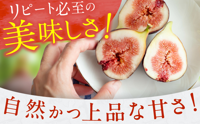 とよみつひめ いちじく イチジク 無花果 果物 フルーツ