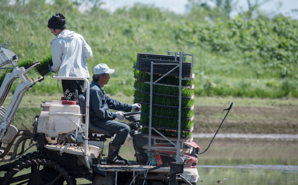 【4ヶ月定期便】北海道産 特別栽培米ゆめぴりか（白米）5kg×4回 合計20kg
