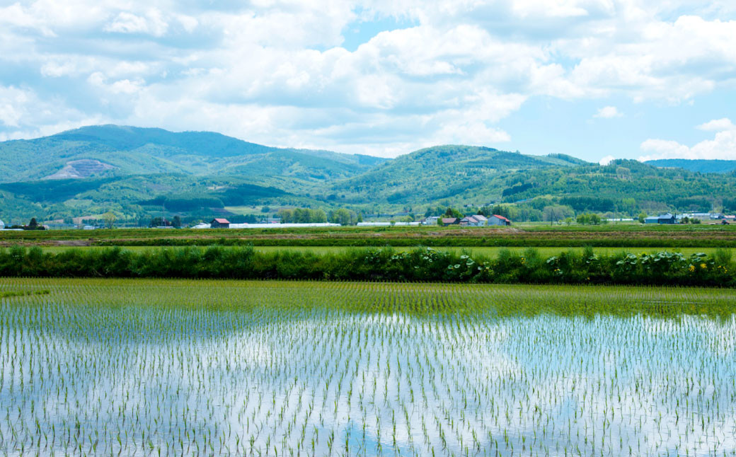 【2ヶ月定期便】北海道産 特別栽培米ゆめぴりか（玄米） 5kg×2回 合計10kg 