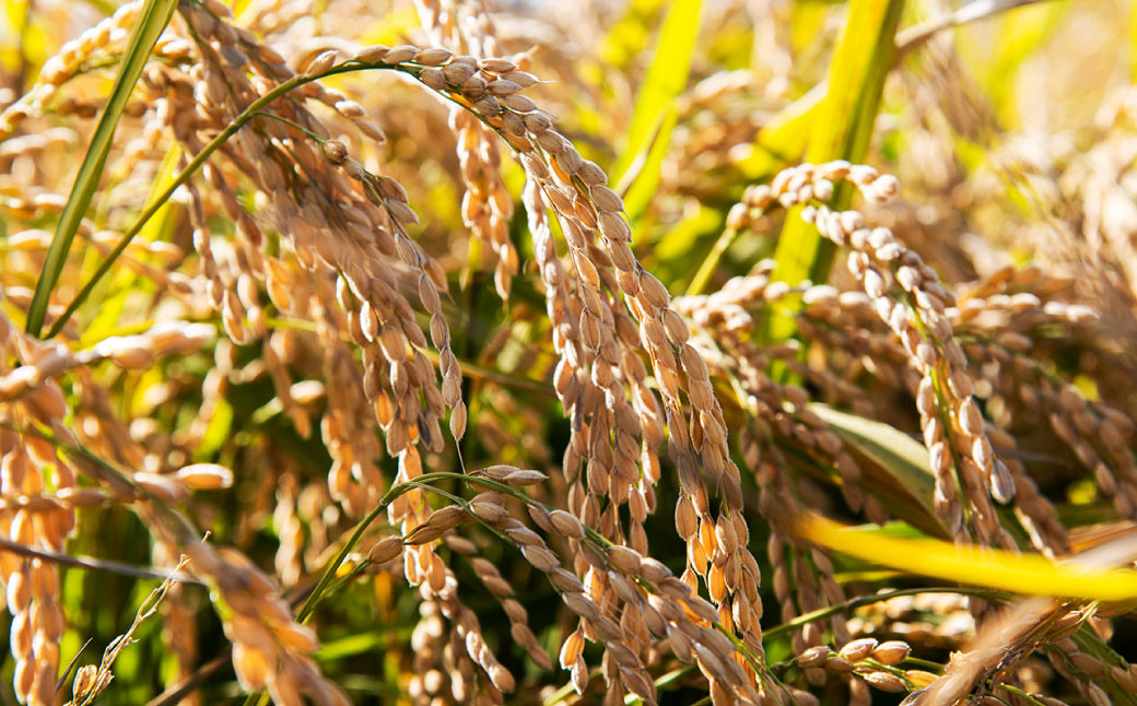 【2ヶ月定期便】北海道産 特別栽培米ふっくりんこ（白米） 5kg×2回 合計10kg