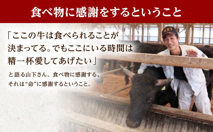 佐賀牛 ヒレ サイコロステーキ 500g (250g×2パック)【山下牛舎】 [HAD036] 牛肉 ヒレ フィレ ステーキ