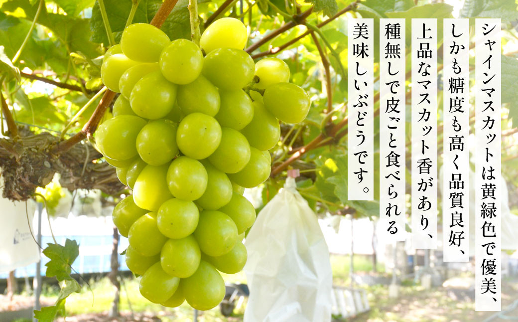 高級ぶどう（藤稔）・シャインマスカット 計2房セット 計1.2kg程《化粧箱入り》