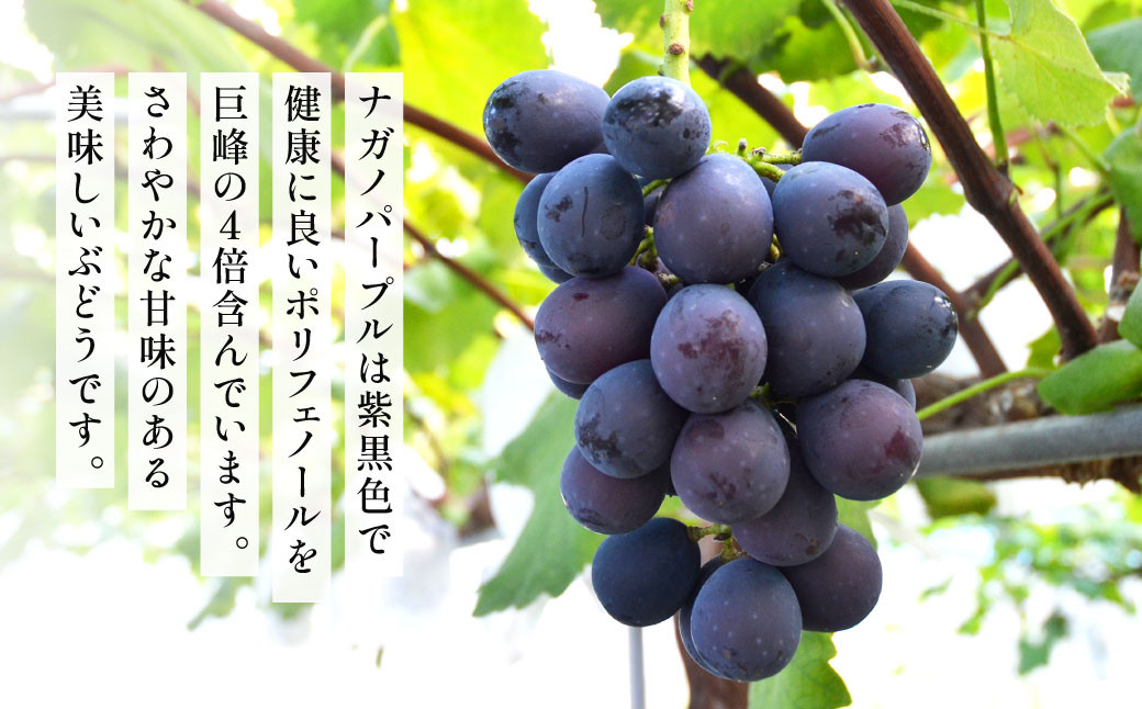 高級ぶどう（ナガノパープル）・シャインマスカット 計2房セット 計1.1kg程《化粧箱入り》