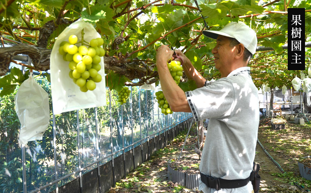 高級ぶどう（藤稔）・シャインマスカット 計2房セット 計1.2kg程《化粧箱入り》