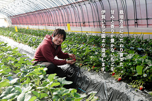 【２月発送開始・数量限定】伊賀いちご園のプレミアムボックス（厳選15粒化粧箱入り） - イチゴ ストロベリー strawberr