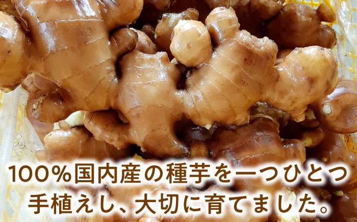 しょうが 生姜 ショウガ しょうが湯 生姜焼き 国産 ジンジャー 薬味 新生姜