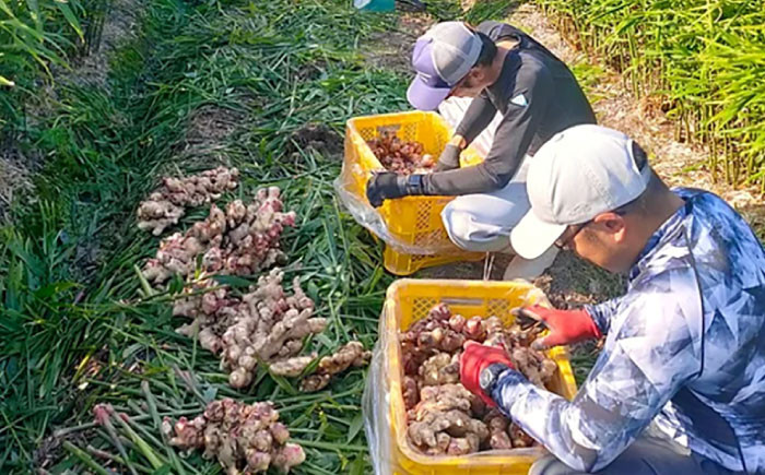 しょうが 生姜 ショウガ しょうが湯 生姜焼き 国産 ジンジャー 薬味 新生姜