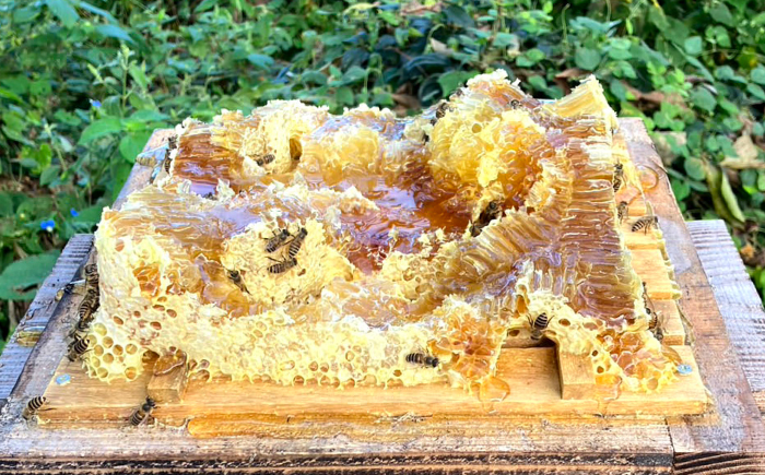 国産 蜂蜜 約1kg （約200g×5瓶）