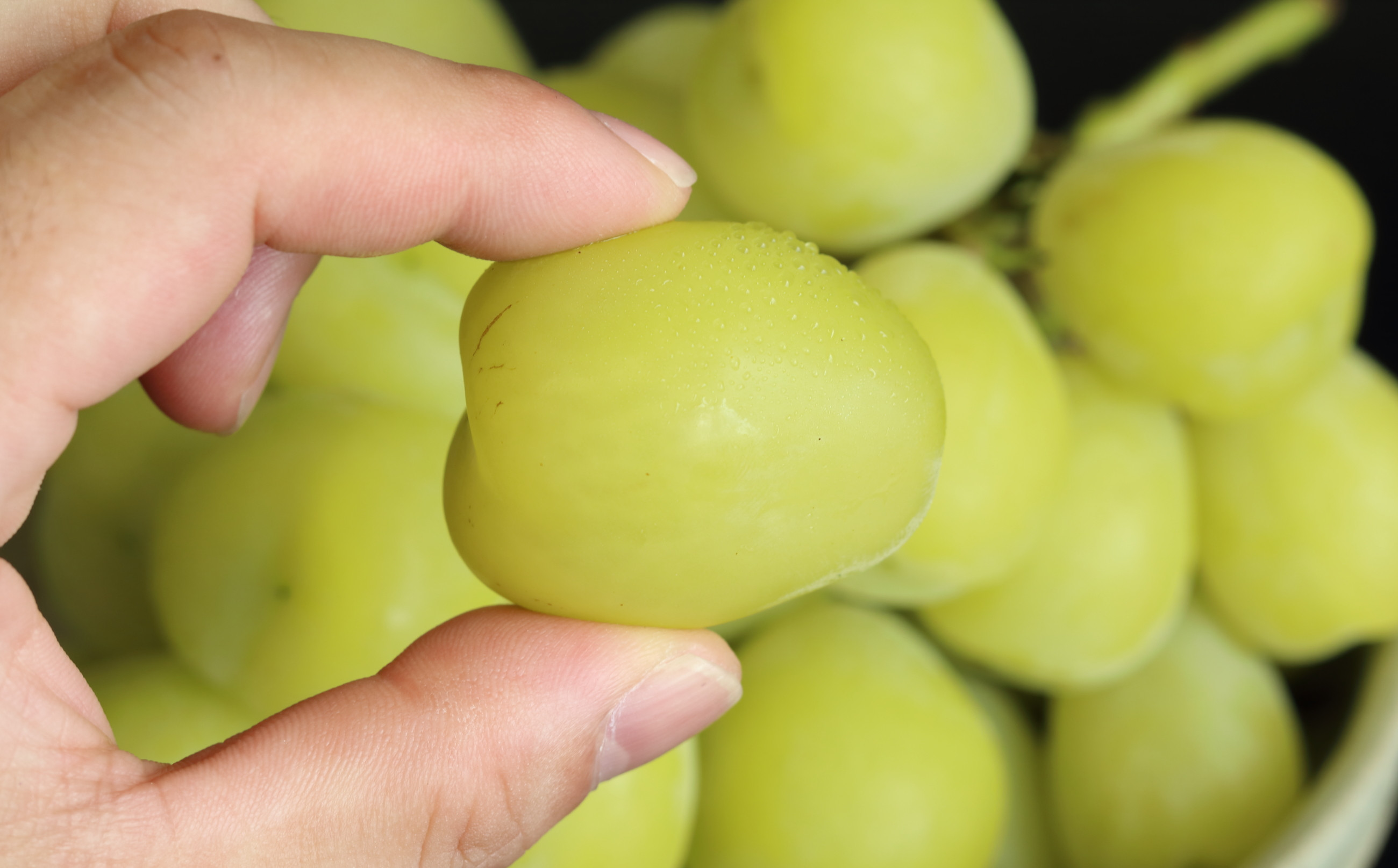 一つひとつの粒が大きなぶどうです ※皿は返礼品に含まれません。