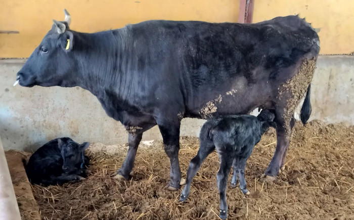 お肉 牛肉 和牛 国産 焼肉 すき焼き 黒毛和牛 セット 広島県産 精肉 贈答