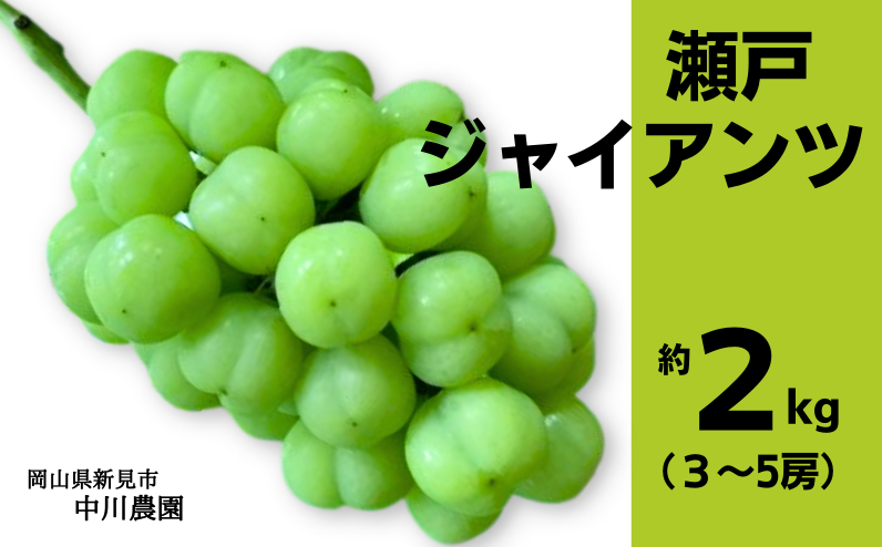 口の中で弾けるジューシーな甘さが特徴の瀬戸ジャイアンツ。3~5房でお届け。