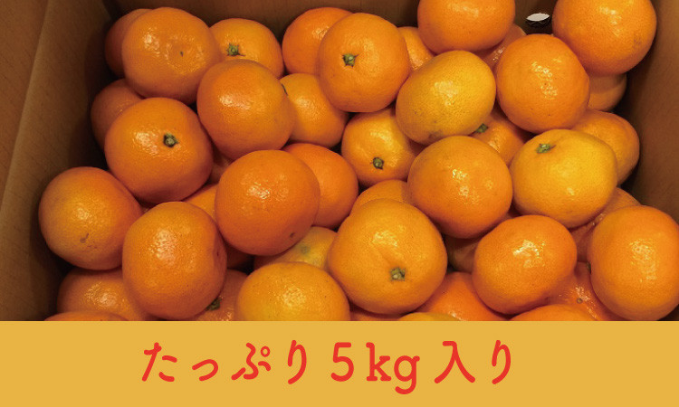 佐賀県が誇る温州みかんブランド！