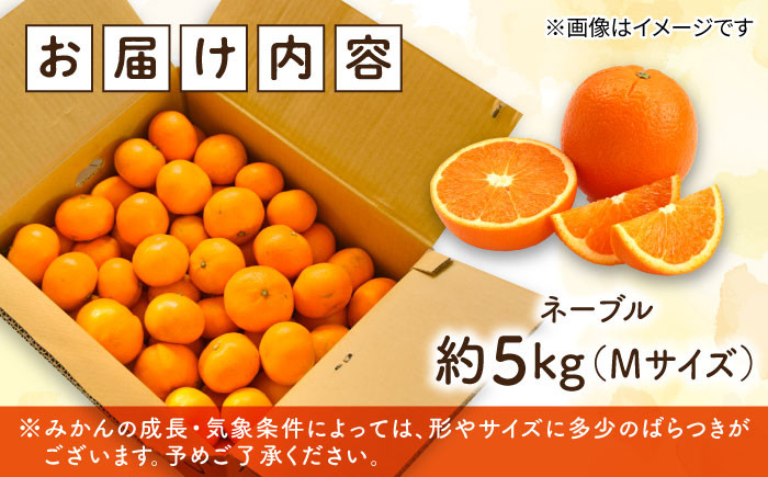 みかん ミカン mikan 柑橘 柑橘類 蜜柑 フルーツ 果物 果実