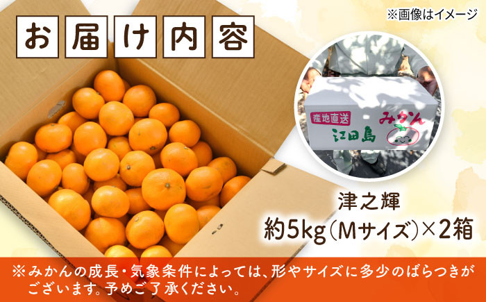 みかん ミカン mikan 柑橘 柑橘類 蜜柑 フルーツ 果物 果実