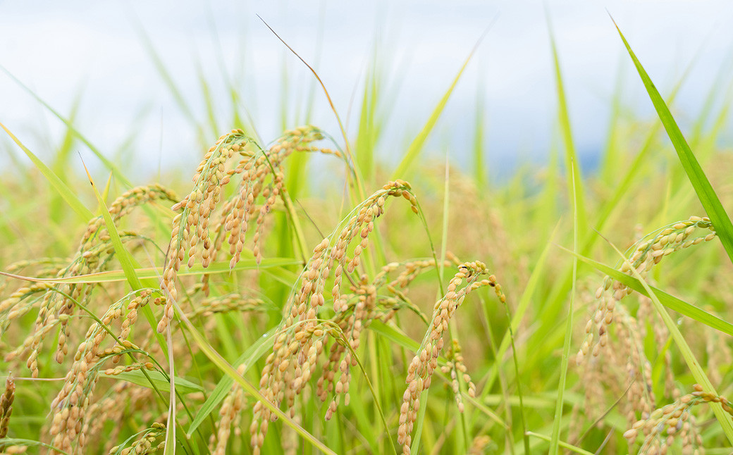 【令和7年産】〈白米〉 つや姫 計30kg 10kg×3袋 （特別栽培米）