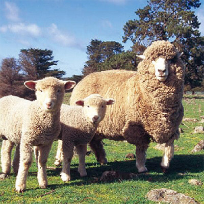 「メリノン」とは、良質なオーストラリア産の羊毛を使用して作られた羊毛製品です