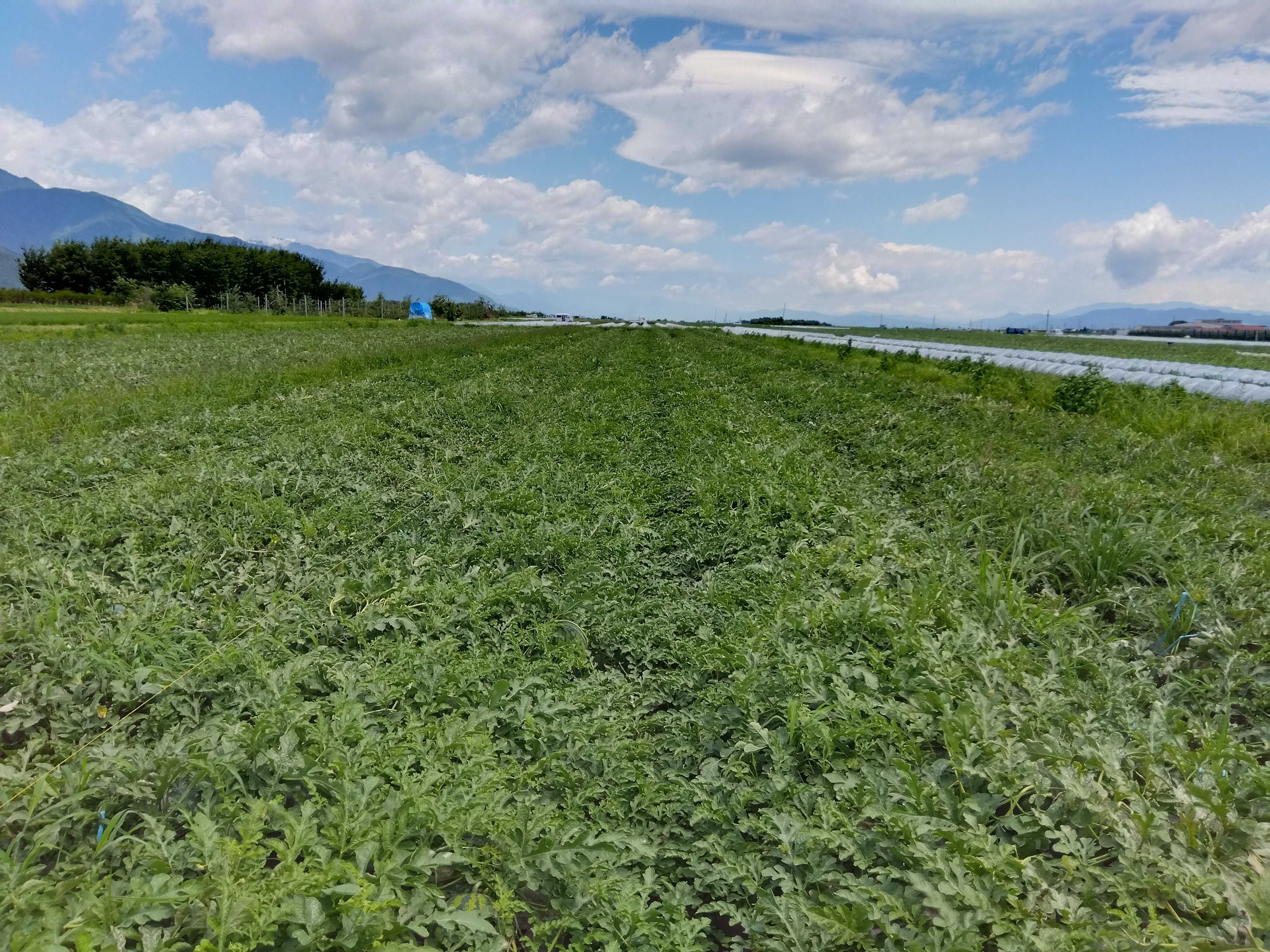 日本有数のすいかの産地、長野県波田地区の大玉すいか。甘さ抜群のすいかです。