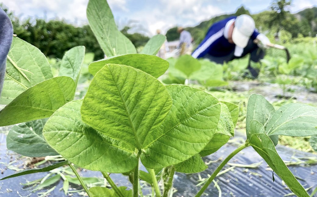 農家の方や他の参加者の方と交流しながら、大豆の種まきから収穫までの畑作業を体験!