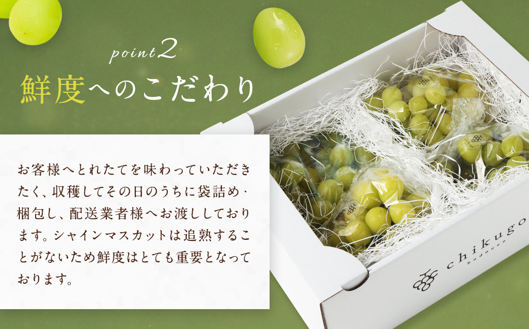 【訳あり】農園直送！ シャインマスカット 約2kg