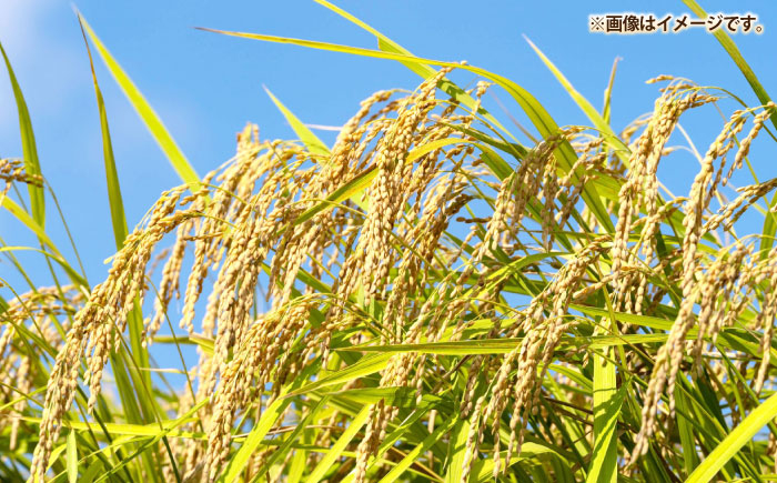 米 お米 ご飯 ごはん 白米 お弁当 新米 朝食 常温