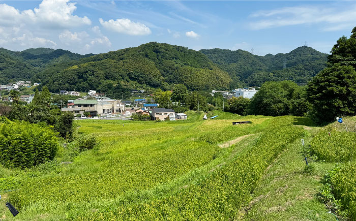 お酒 梅酒 うめ酒 特別純米酒 純米酒 葉山 葉山ようこそ 神奈川県 葉山町 セット