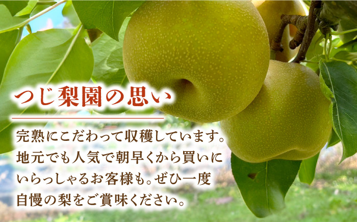 梨 なし ナシ 幸水 こうすい 果物 フルーツ 3㎏ 優品 産地直送