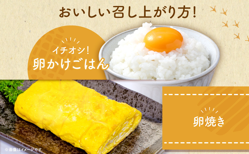 【6ヶ月定期便】 電子たまご（白玉） 合計180個（30個×6回）