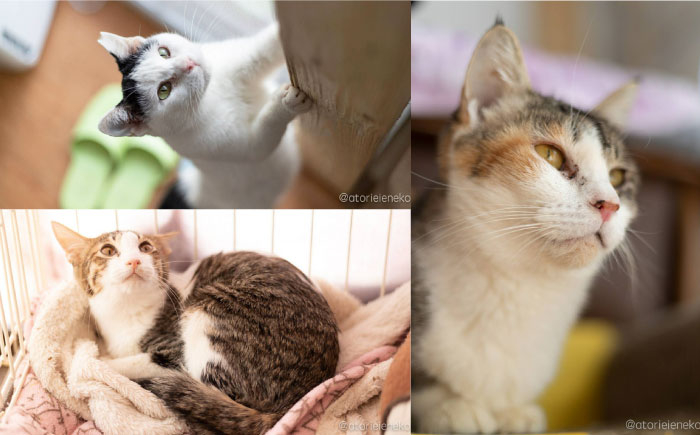 保護猫 猫好き 雑貨 ねこモチーフ 癒しグッズ 動物保護 支援活動 プレゼント 贈り物 猫雑貨 保護活動 里親応援 ギフトセット