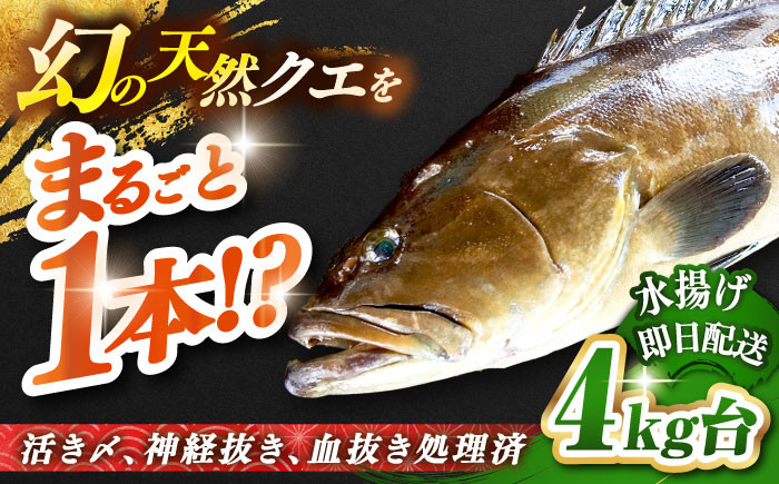 人気  おすすめ オススメ クエ しゃぶしゃぶ クエしゃぶ 刺身 海鮮 魚介