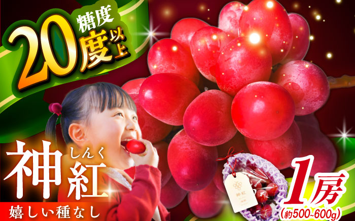 葡萄 ぶどう ブドウ 厳選 島根県産  フルーツ 人気 おすすめ 種なし 