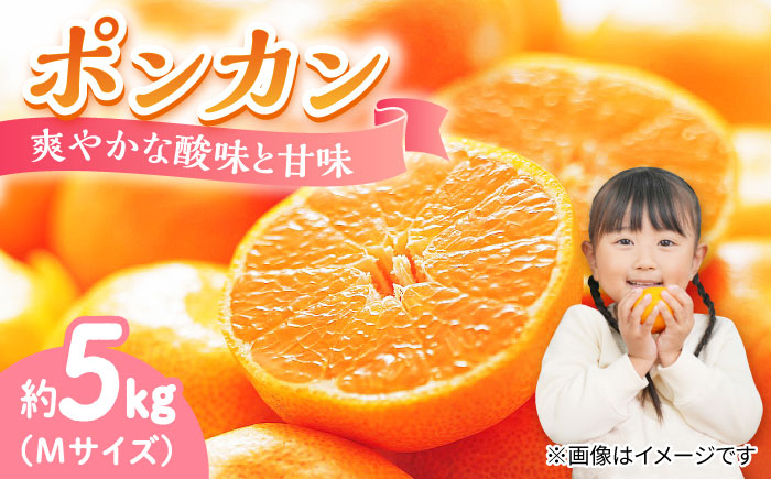 みかん ミカン mikan 柑橘 柑橘類 蜜柑 フルーツ 果物 果実